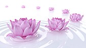 Lotus flowers, illustration