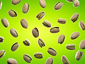 Pistachios, illustration