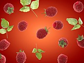 Raspberries, illustration