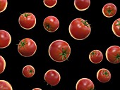 Tomatoes, illustration