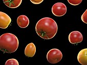 Tomatoes, illustration