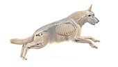 Dog skeletal system, illustration