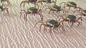 Group of ticks crawling on human skin, illustration