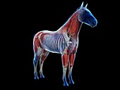 Horse anatomy, illustration