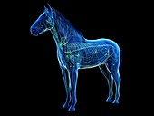 Horse lymphatic system, illustration