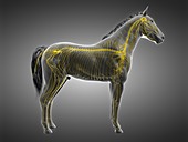 Horse nervous system, illustration