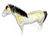 Horse nervous system, illustration