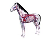 Horse vascular system, illustration
