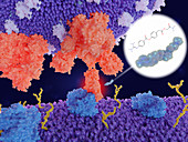Potential coronavirus drug action, illustration