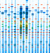 DNA profile