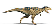 T-Rex dinosaur running, illustration