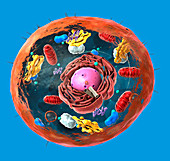 Animal cell structure, illustration