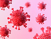 Coronaviruses, illustration
