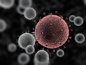 Covid-19 coronavirus particles, illustration