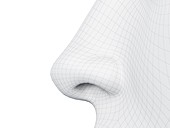 Wireframe nose, illustration