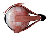 Human eye muscles, illustration