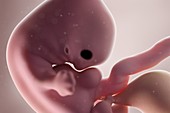 Human foetus, week 7, illustration