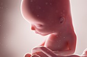 Human foetus, week 13, illustration