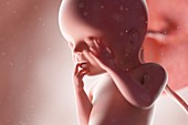 Human foetus, week 23, illustration