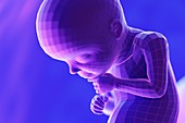 Foetus, week 28, illustration
