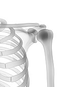 Shoulder bones, illustration
