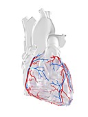 Coronary blood vessels, illustration