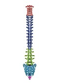 Segments of the human spine, illustration