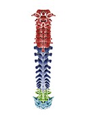 Segments of the human spine, illustration