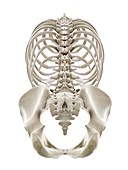 Human thorax, illustration