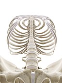 Human thorax, illustration