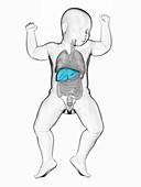 Baby's liver, illustration
