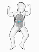 Baby's pancreas, illustration