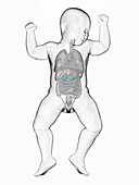 Baby's ureter, illustration