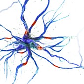 Human nerve cell, illustration