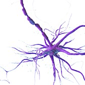 Human nerve cell, illustration