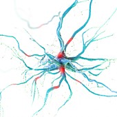 Human nerve cell, illustration