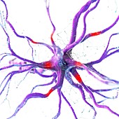 Human nerve cell, illustration