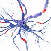 Human nerve cell, illustration