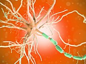 Human nerve cell, illustration