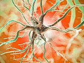 Human nerve cell, illustration