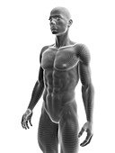Ripped male model , illustration