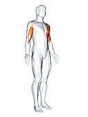 Biceps muscle, illustration