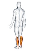 Soleus muscle, illustration