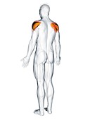 Deltoid muscle, illustration