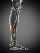 Achilles tendon, illustration