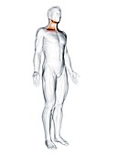 Platysma muscle, illustration