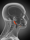 Digastric muscle, illustration