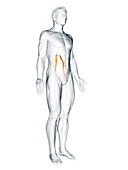 Psoas minor muscle, illustration