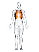 Intercostal muscles, illustration