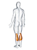 Gastrocnemius muscle, illustration